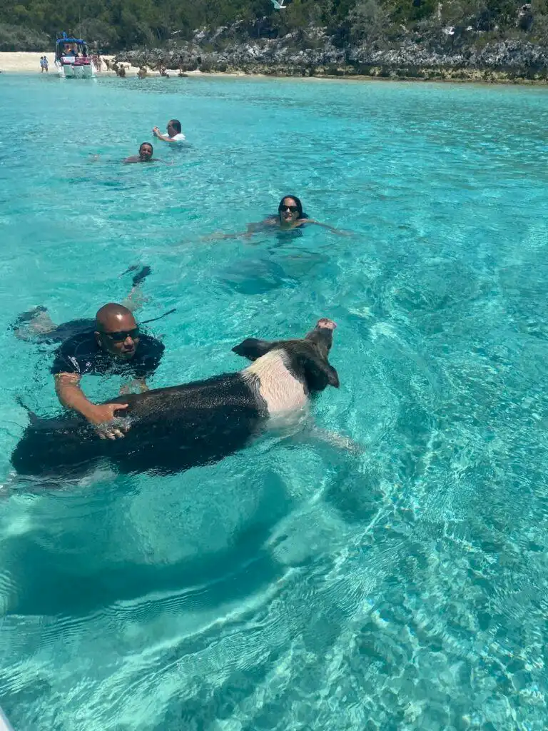 Swimming with the Pigs