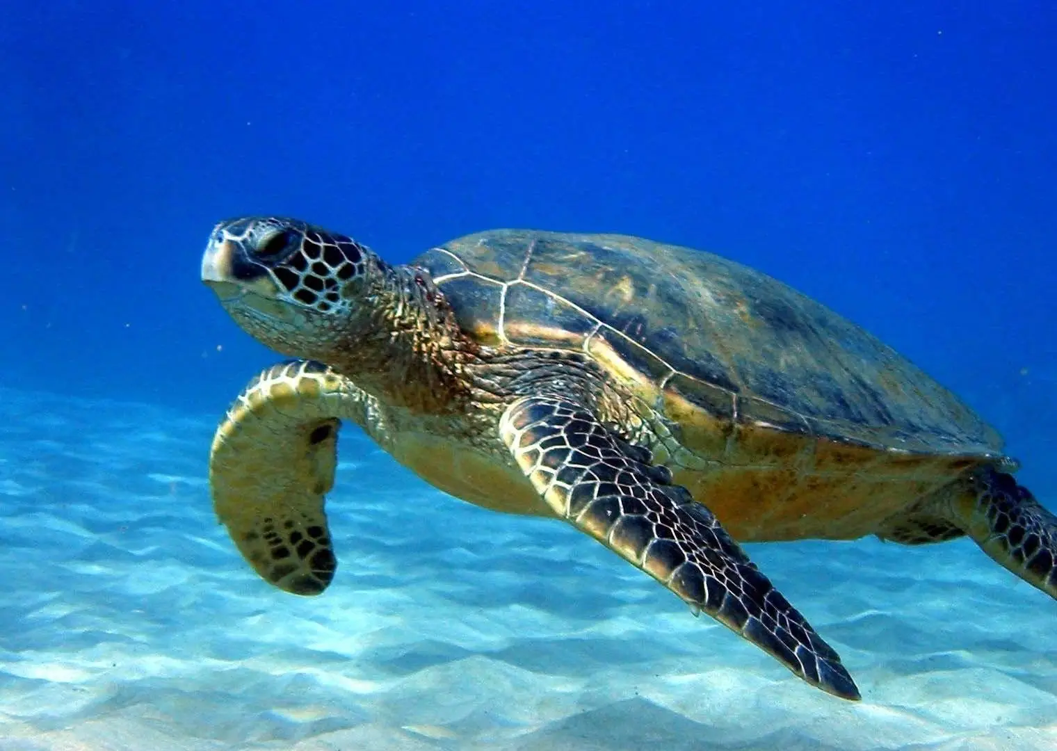 Visit with the Turtles